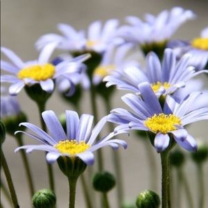 Meet your Posher, Jada